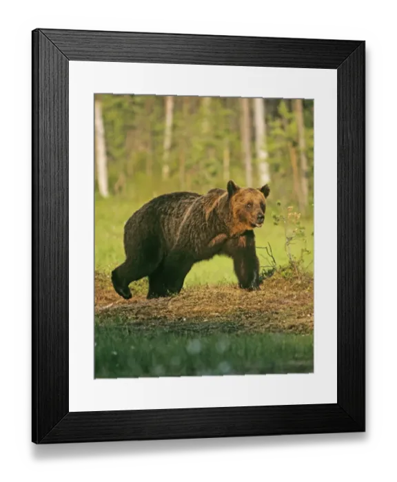 Framed Print : Brown Bear on Finnish / Russian border near Martinselkonen Finland June Framed Print : Brown Bear on Finnish / Russian border near Martinselkonen Finland June