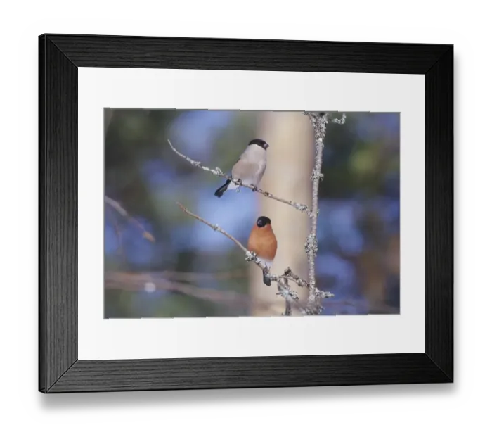 Framed Print : 02877dt. Northern Bullfinch pair Finland winter