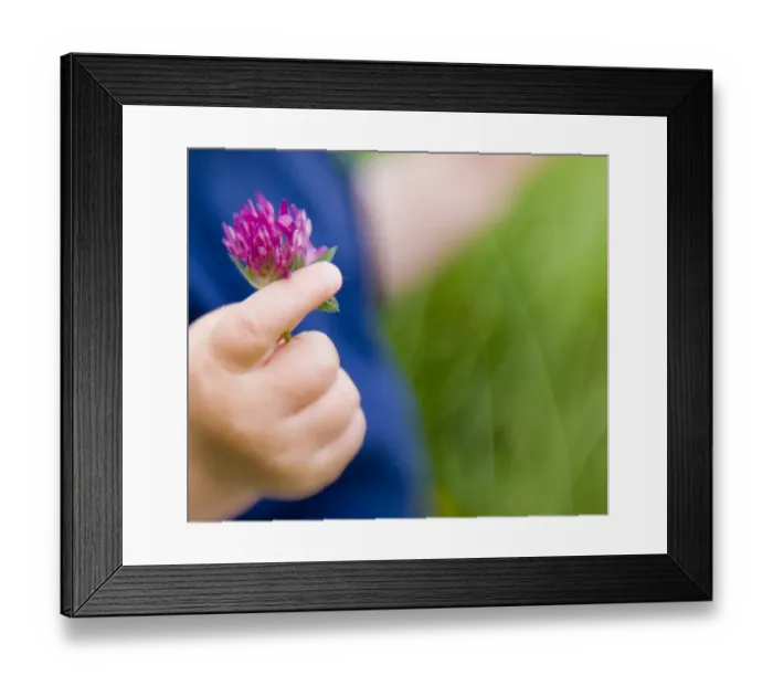 Framed Print : 10 month old boys hand clutching clover summer UK Framed Print : 10 month old boys hand clutching clover summer UK