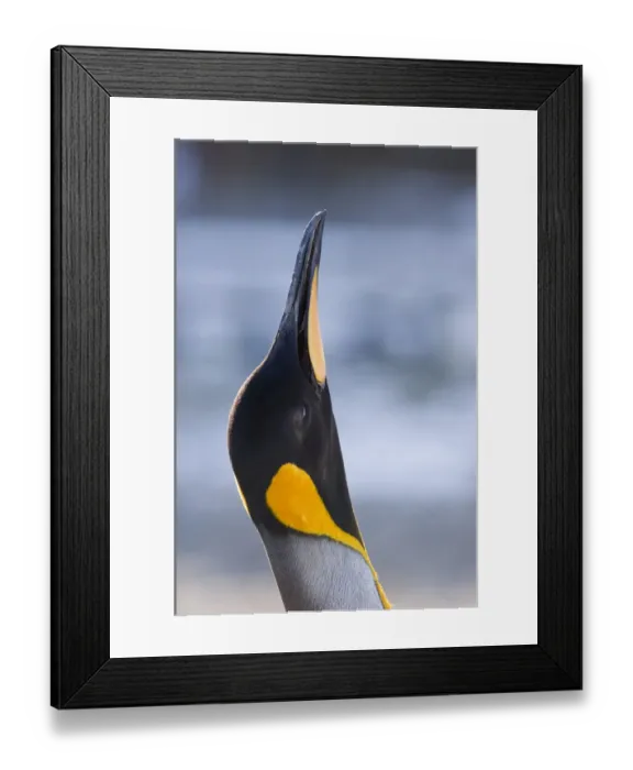 Framed Print : King penguin Aptenodytes patagonicus bugling (calling) Fortuna Bay South Georgia Framed Print : King penguin Aptenodytes patagonicus bugling (calling) Fortuna Bay South Georgia