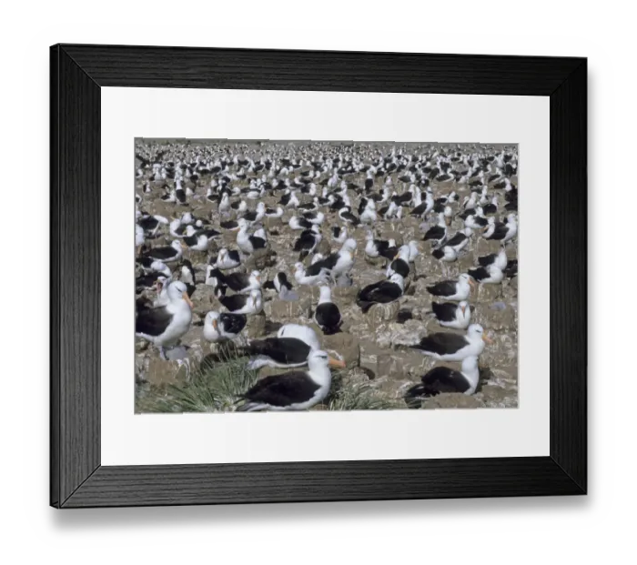 Framed Print : Black-browed Albatross colony on Steeple Jason Island Falklands January Framed Print : Black-browed Albatross colony on Steeple Jason Island Falklands January