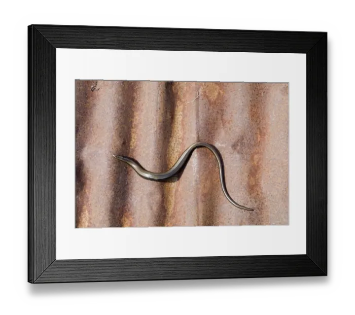 Framed Print : Slow Worm sunning itself on corrugated iron Dorset summer