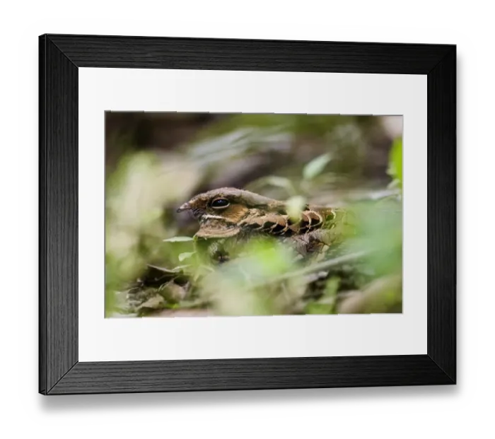 Framed Print : Common Puraque Panama November