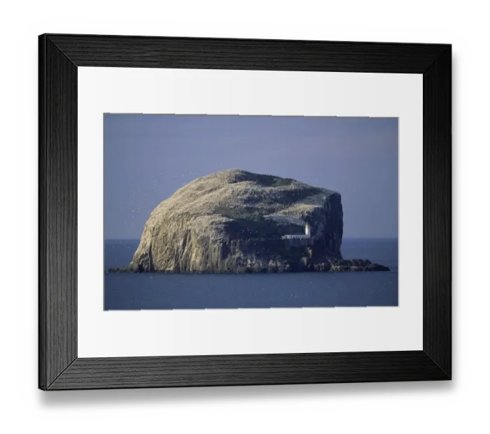 Framed Print : Gannet colony Bass Rock Firth of Forth Scotland summer