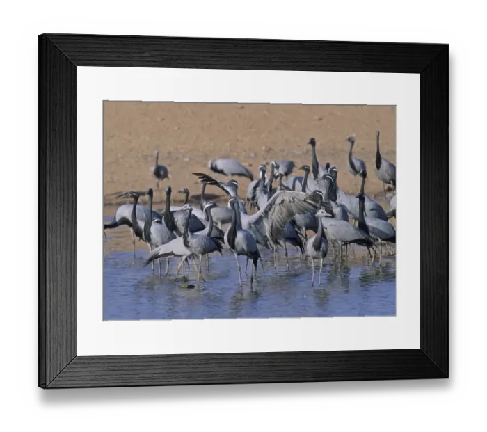 Framed Print : Demoiselle Cranes Anthropoides virgo Khichan Rajasthan India November Framed Print : Demoiselle Cranes Anthropoides virgo Khichan Rajasthan India November