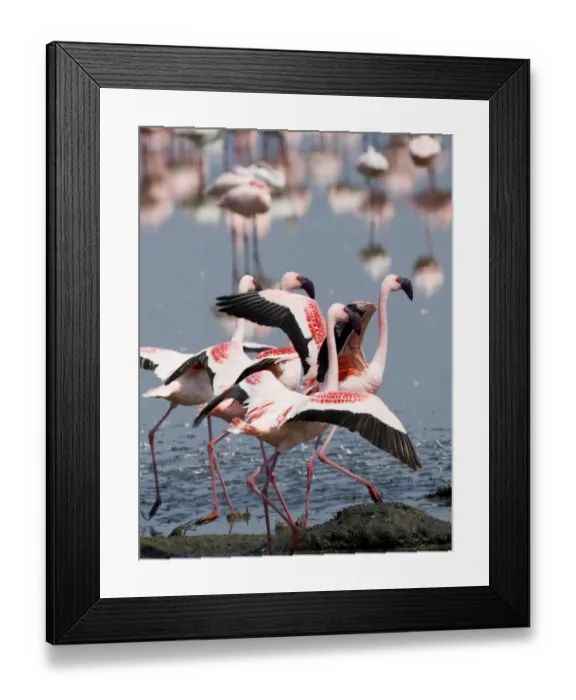 Framed Print : Lesser Flamingos Phoeniconaias minor Lake Nakuru Kenya July Framed Print : Lesser Flamingos Phoeniconaias minor Lake Nakuru Kenya July