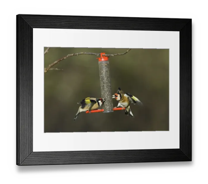 Framed Print : Goldfinches squabbling on niger seed feeder in garden Norfolk winter