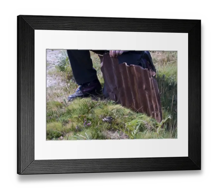Framed Print : Grass Snake under corrugated iron summer Framed Print : Grass Snake under corrugated iron summer