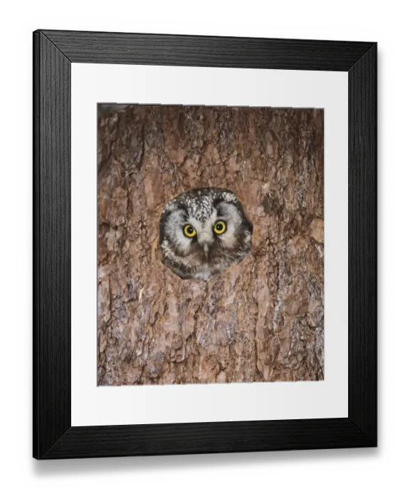 Framed Print : Tengmalms Owl Aegolius funereus peerting from tree nest hole Finland may Framed Print : Tengmalms Owl Aegolius funereus peerting from tree nest hole Finland may