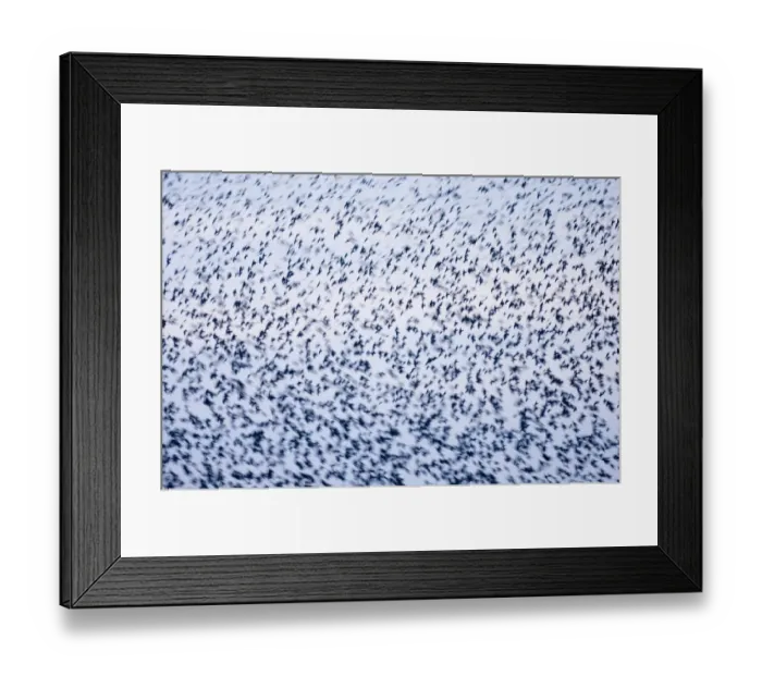 Framed Print : 02857dt. Starlings Sturnus vulgarus in roosting flock Minsmere RSPB Reserve winter Framed Print : 02857dt. Starlings Sturnus vulgarus in roosting flock Minsmere RSPB Reserve winter