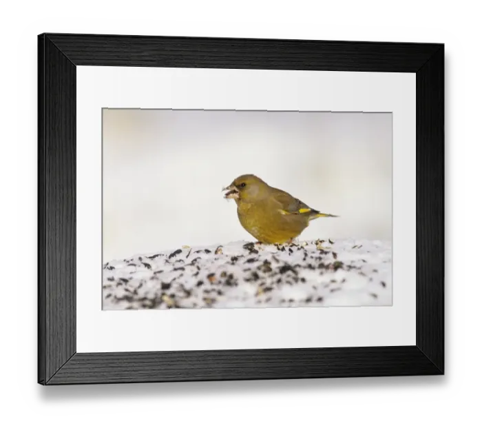Framed Print : Greenfinch on bird table in garden UK winter Framed Print : Greenfinch on bird table in garden UK winter