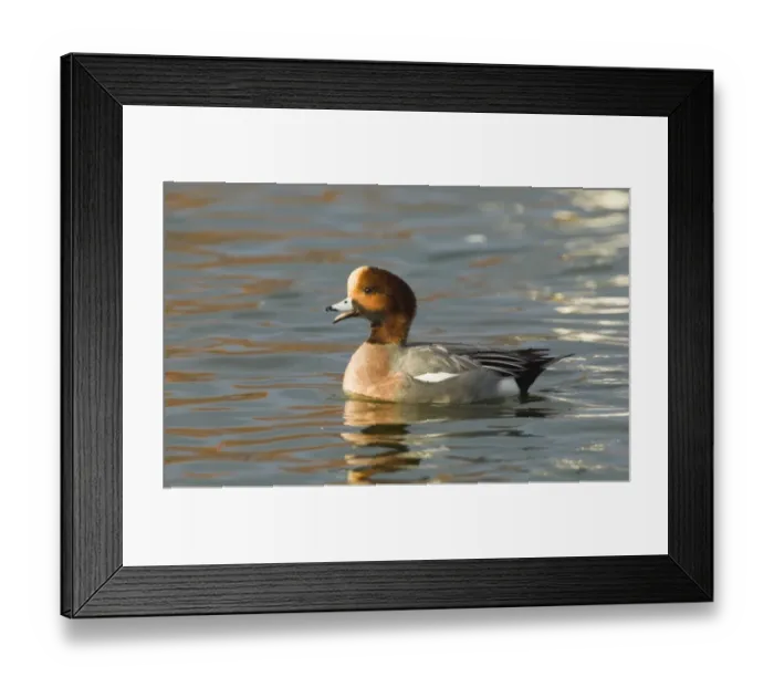 Framed Print : Wigeon Anas penelope calling (whistling) Caerlaverock Dumfries winter Framed Print : Wigeon Anas penelope calling (whistling) Caerlaverock Dumfries winter
