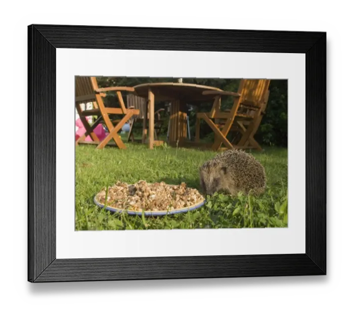 Framed Print : 02855dt. Hedgehog in garden Norfolk summer Framed Print : 02855dt. Hedgehog in garden Norfolk summer