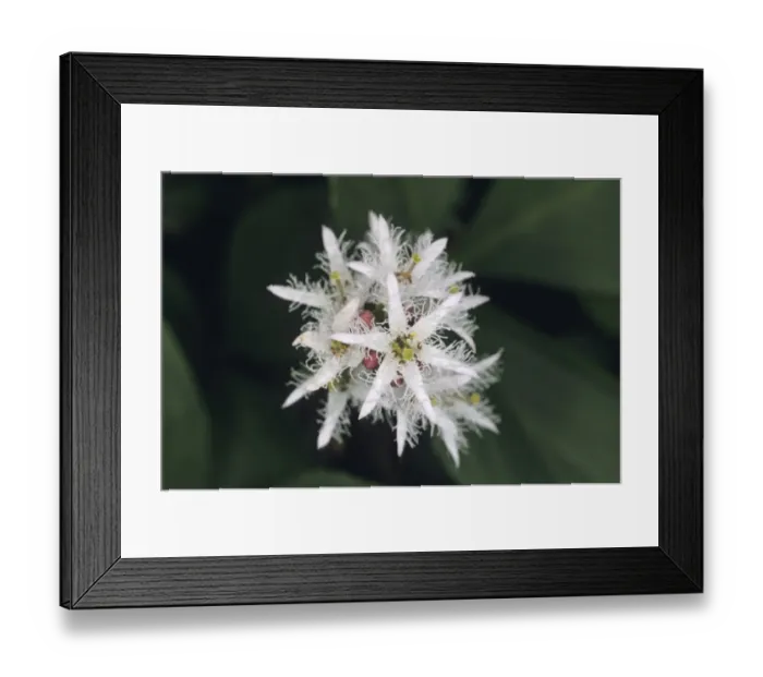 Framed Print : 02854dt. Close up of flower of Bogbean Framed Print : 02854dt. Close up of flower of Bogbean