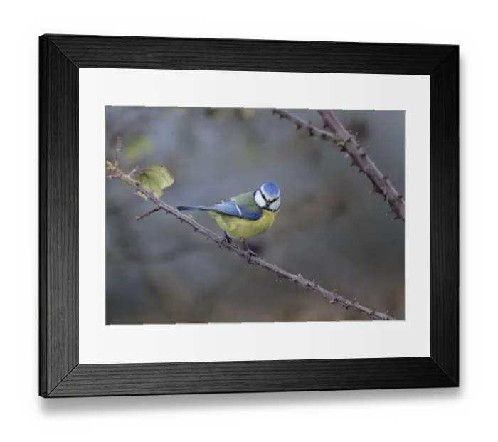 Framed Print : 02875dt. Blue Tit UK winter Framed Print : 02875dt. Blue Tit UK winter