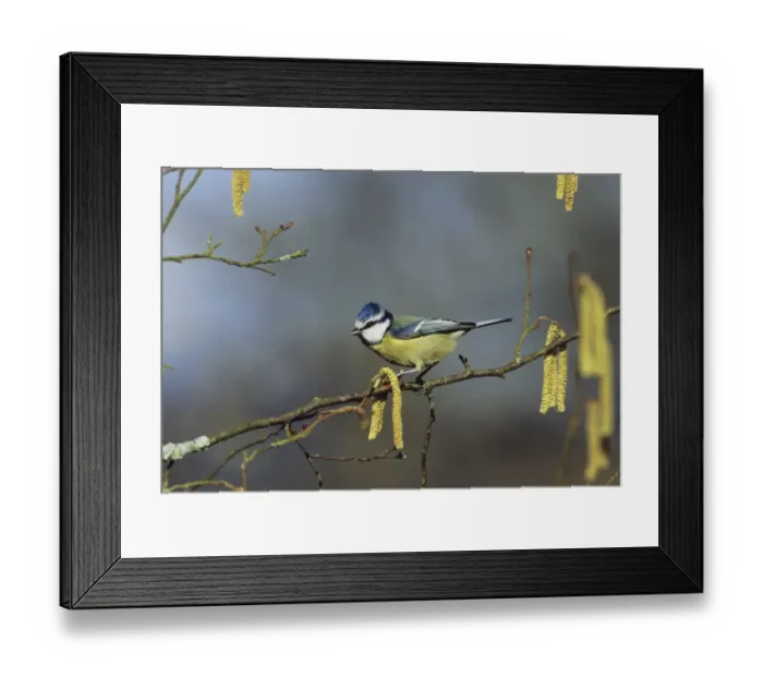 Framed Print : Blue Tit in garden UK winter Framed Print : Blue Tit in garden UK winter