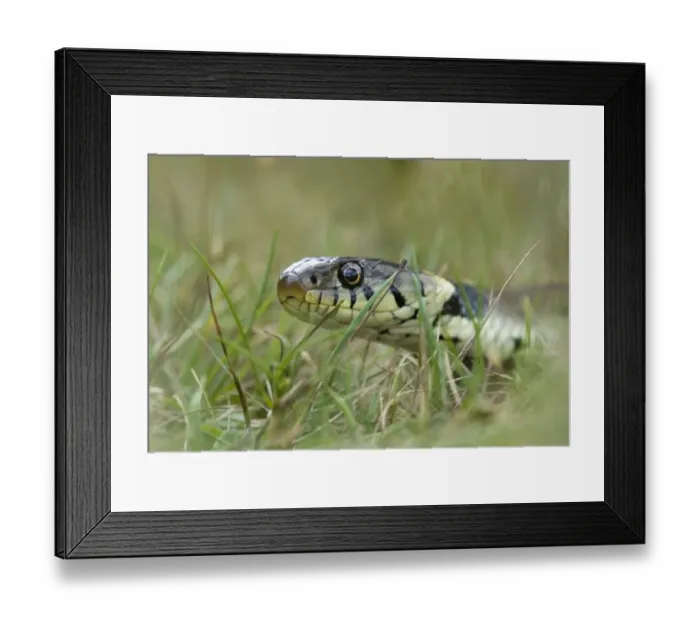 Framed Print : Grass Snake in garden Kent UK Framed Print : Grass Snake in garden Kent UK