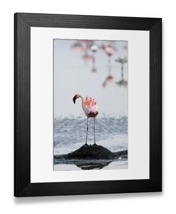 Framed Print : Lesser Flamingos Phoeniconaias minor standing on nest platform Lake Nakuru Kenya Framed Print : Lesser Flamingos Phoeniconaias minor standing on nest platform Lake Nakuru Kenya