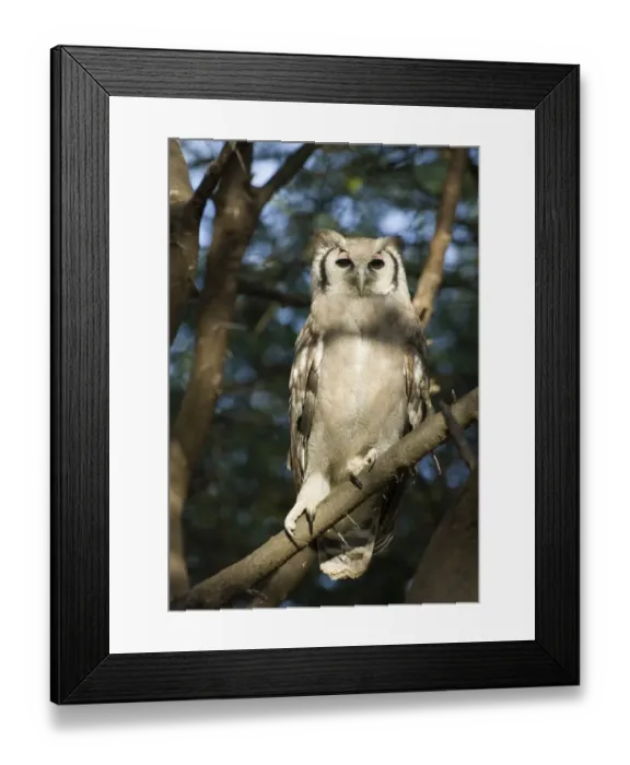 Framed Print : Verreauxs Eagle Owl Bubo lacteus Kenya Framed Print : Verreauxs Eagle Owl Bubo lacteus Kenya