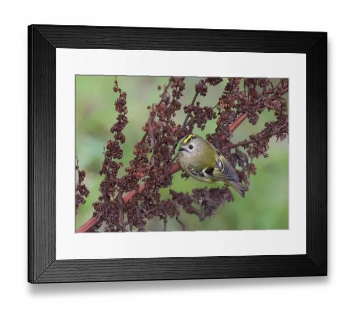 Framed Print : Goldcrest Regulus regulus winter Northumberland Framed Print : Goldcrest Regulus regulus winter Northumberland