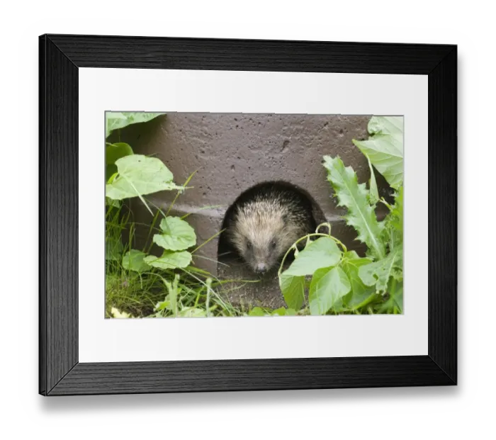 Framed Print : 02856dt. Hedgehog