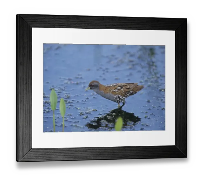 Framed Print : Baillons Crake Porzana pusilla vagrant in UK Stodmarsh Kent June 99 Framed Print : Baillons Crake Porzana pusilla vagrant in UK Stodmarsh Kent June 99