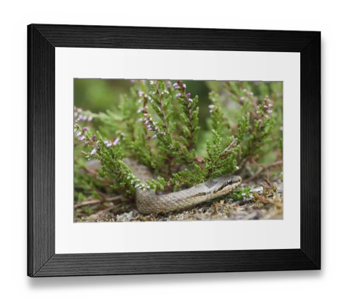 Framed Print : Smooth Snake Dorset summer Framed Print : Smooth Snake Dorset summer