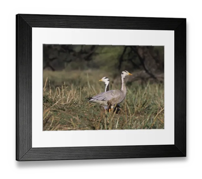 Framed Print : Bar-headed Geese Anser indicus Bharatpur NP India winter Framed Print : Bar-headed Geese Anser indicus Bharatpur NP India winter