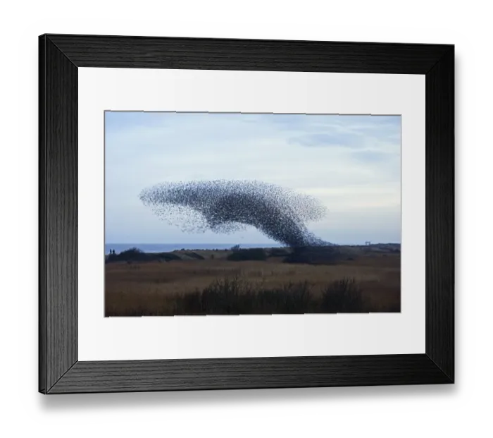 Framed Print : 02860dt. Starlings Sturnus vulgarus in roosting flock Minsmere RSPB Reserve winter Framed Print : 02860dt. Starlings Sturnus vulgarus in roosting flock Minsmere RSPB Reserve winter