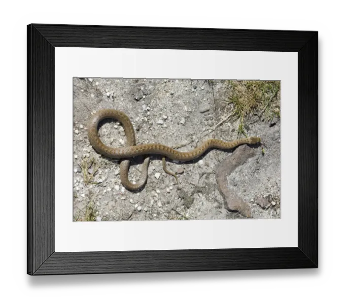 Framed Print : 02867dt. Smooth Snake Dorset summer