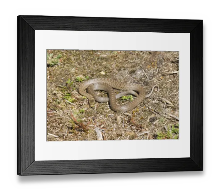 Framed Print : 02863dt. Smooth Snake Dorset summer Framed Print : 02863dt. Smooth Snake Dorset summer