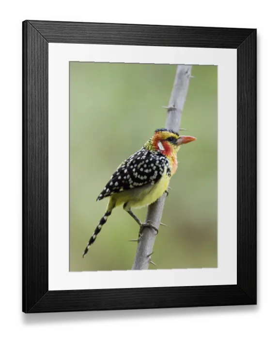 Framed Print : Red and Yellow Barbet Trachyphonus erythocephalus Lake Baringo Kenya Framed Print : Red and Yellow Barbet Trachyphonus erythocephalus Lake Baringo Kenya