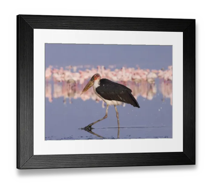 Framed Print : Marabou Stork Lake Nakuru Kenya Framed Print : Marabou Stork Lake Nakuru Kenya