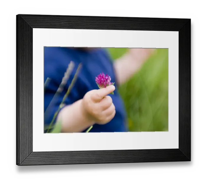 Framed Print : 10 month old boys hand clutching clover, UK, summer Framed Print : 10 month old boys hand clutching clover, UK, summer