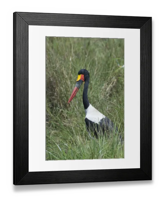 Framed Print : 002781 Framed Print : 002781