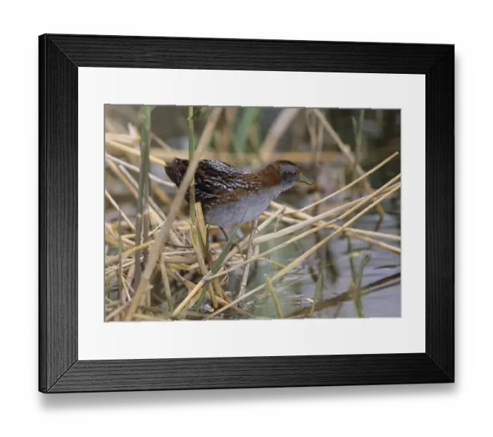 Framed Print : Baillons Crake Porzana pusilla May Greece Framed Print : Baillons Crake Porzana pusilla May Greece
