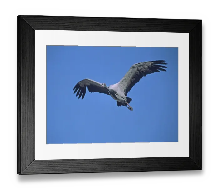 Framed Print : Demoiselle Crane India November Framed Print : Demoiselle Crane India November