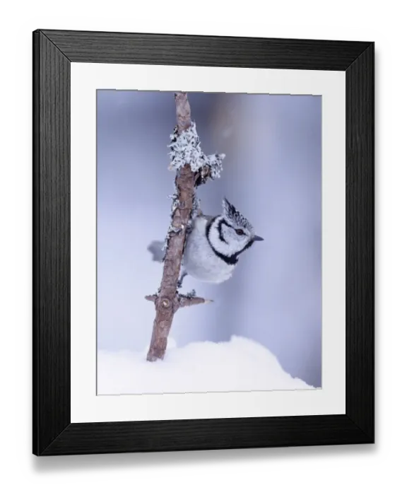 Framed Print : Crested Tit Parus cristatus Speyside Scotland winter Framed Print : Crested Tit Parus cristatus Speyside Scotland winter