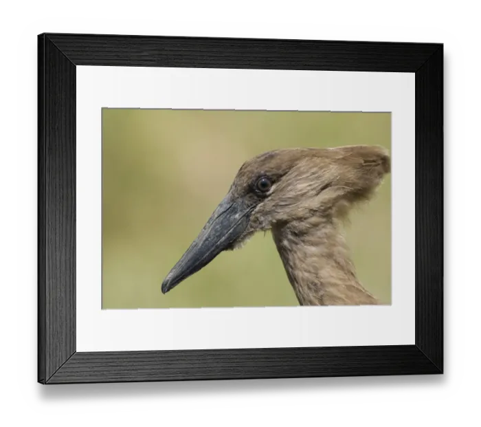 Framed Print : Hamerkop Scopus umbretta Masai Mara Kenya July