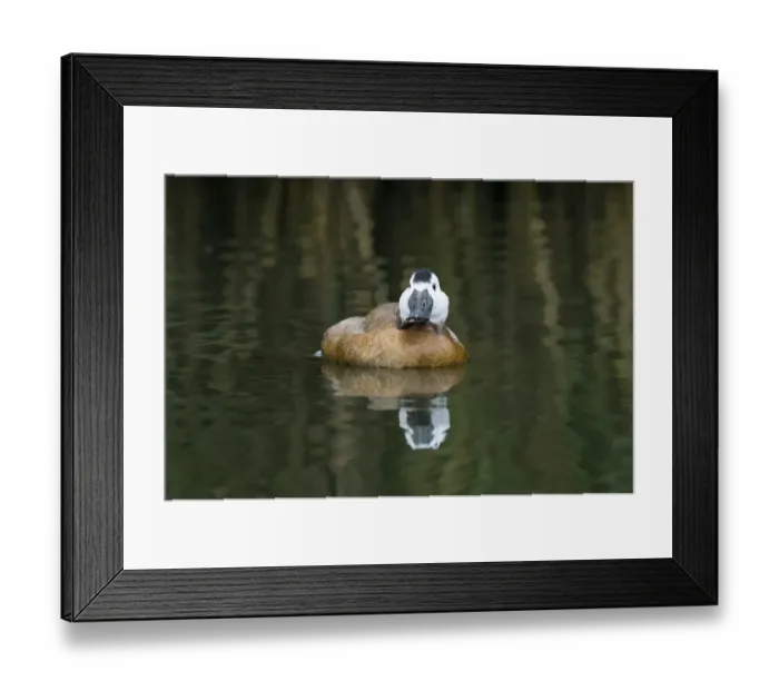 Framed Print : White-headed Duck Oxyura leucocophala male Framed Print : White-headed Duck Oxyura leucocophala male
