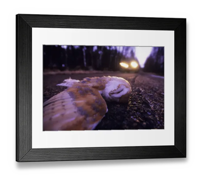 Framed Print : Barn Owl Tyto alba road casualty UK winter Framed Print : Barn Owl Tyto alba road casualty UK winter