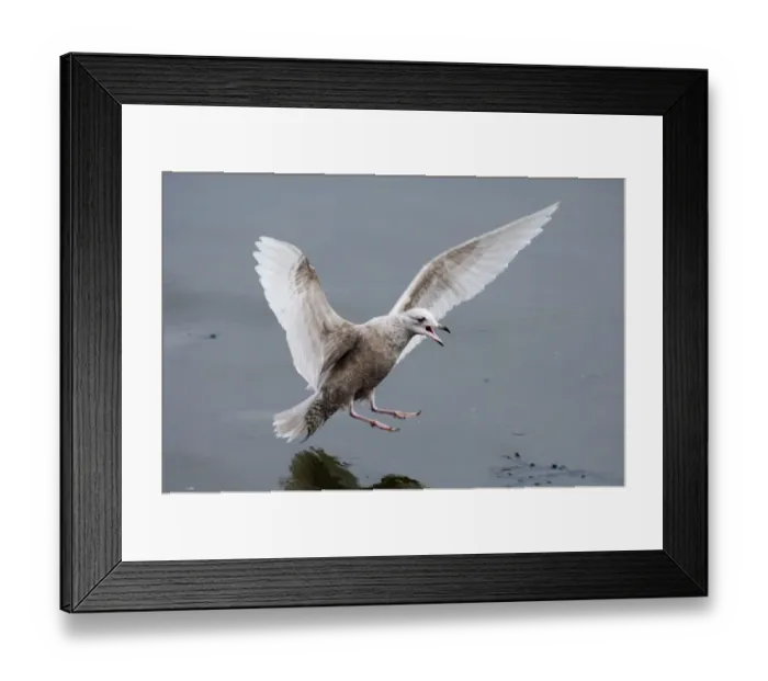 Framed Print : Iceland Gull 1 st W North Shields UK winter Framed Print : Iceland Gull 1 st W North Shields UK winter