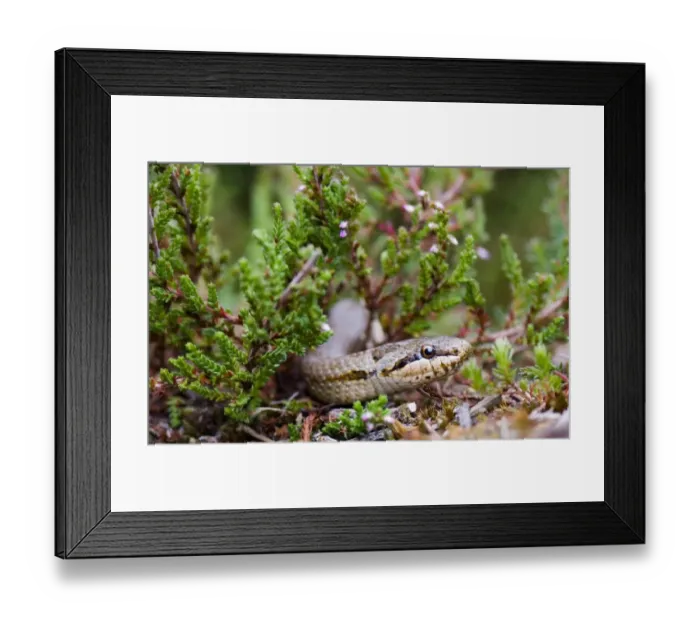 Framed Print : 02864dt. Smooth Snake Dorset summer Framed Print : 02864dt. Smooth Snake Dorset summer