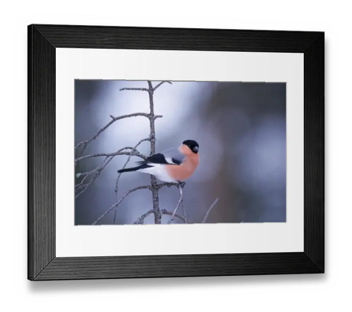 Framed Print : Bullfinch male in winter Scotland Framed Print : Bullfinch male in winter Scotland