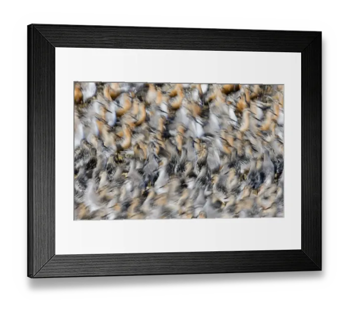 Framed Print : Knot Calidris canutus massing at high tide roost Snettisham pits on the Wash Norfolk July Framed Print : Knot Calidris canutus massing at high tide roost Snettisham pits on the Wash Norfolk July