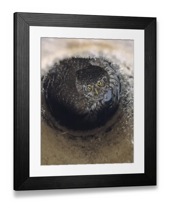 Framed Print : Pygmy Owl Glaucidium passerinum in nest box brooding chicks Finland May Framed Print : Pygmy Owl Glaucidium passerinum in nest box brooding chicks Finland May
