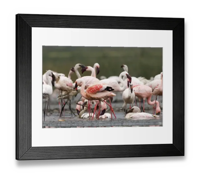 Framed Print : Lesser Flamingos Phoeniconaias minor bathing in frshwater spring Lake Nakuru Kenya July Framed Print : Lesser Flamingos Phoeniconaias minor bathing in frshwater spring Lake Nakuru Kenya July