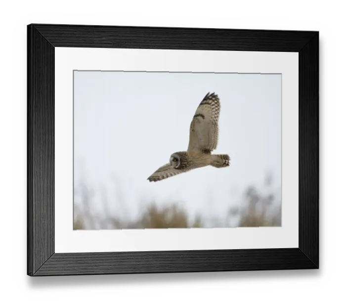 Framed Print : Short-eared Owl Asio flammeus hunting in the snow Norfolk winter Framed Print : Short-eared Owl Asio flammeus hunting in the snow Norfolk winter
