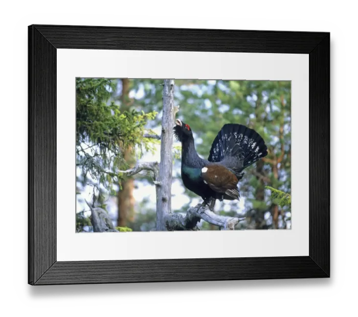 Framed Print : Capercailie displaying in dead pine Abernethy RSPB Reserve Scotland April Framed Print : Capercailie displaying in dead pine Abernethy RSPB Reserve Scotland April