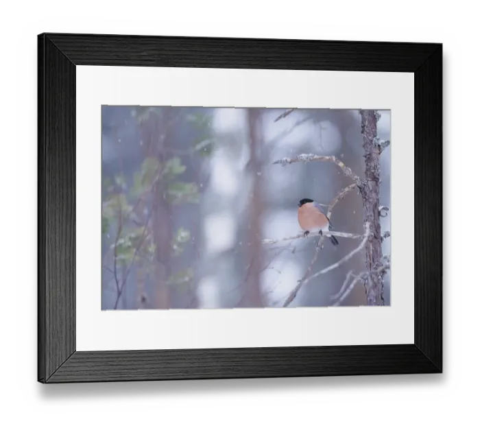 Framed Print : 02878dt. Bullfinch male in winter Scotland Framed Print : 02878dt. Bullfinch male in winter Scotland